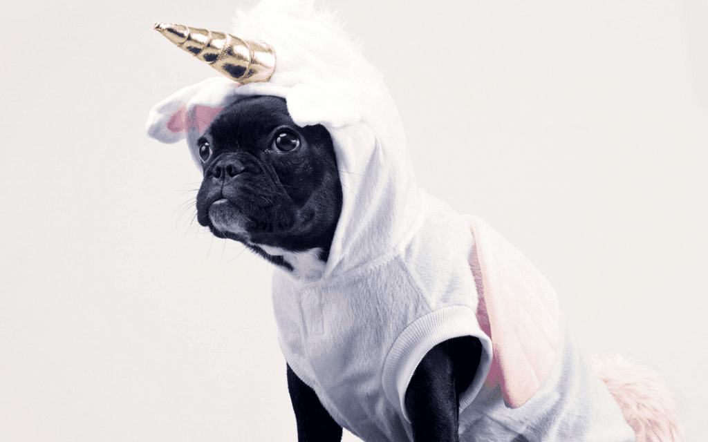 Un chien portant un costume de licorne sur fond blanc.